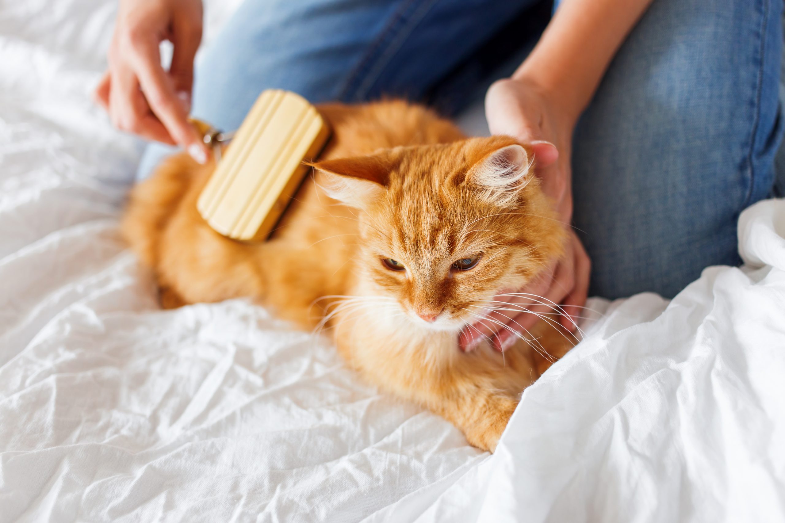 Cuidados de un gato: ¿Cómo mantener saludable y feliz a tu felino?