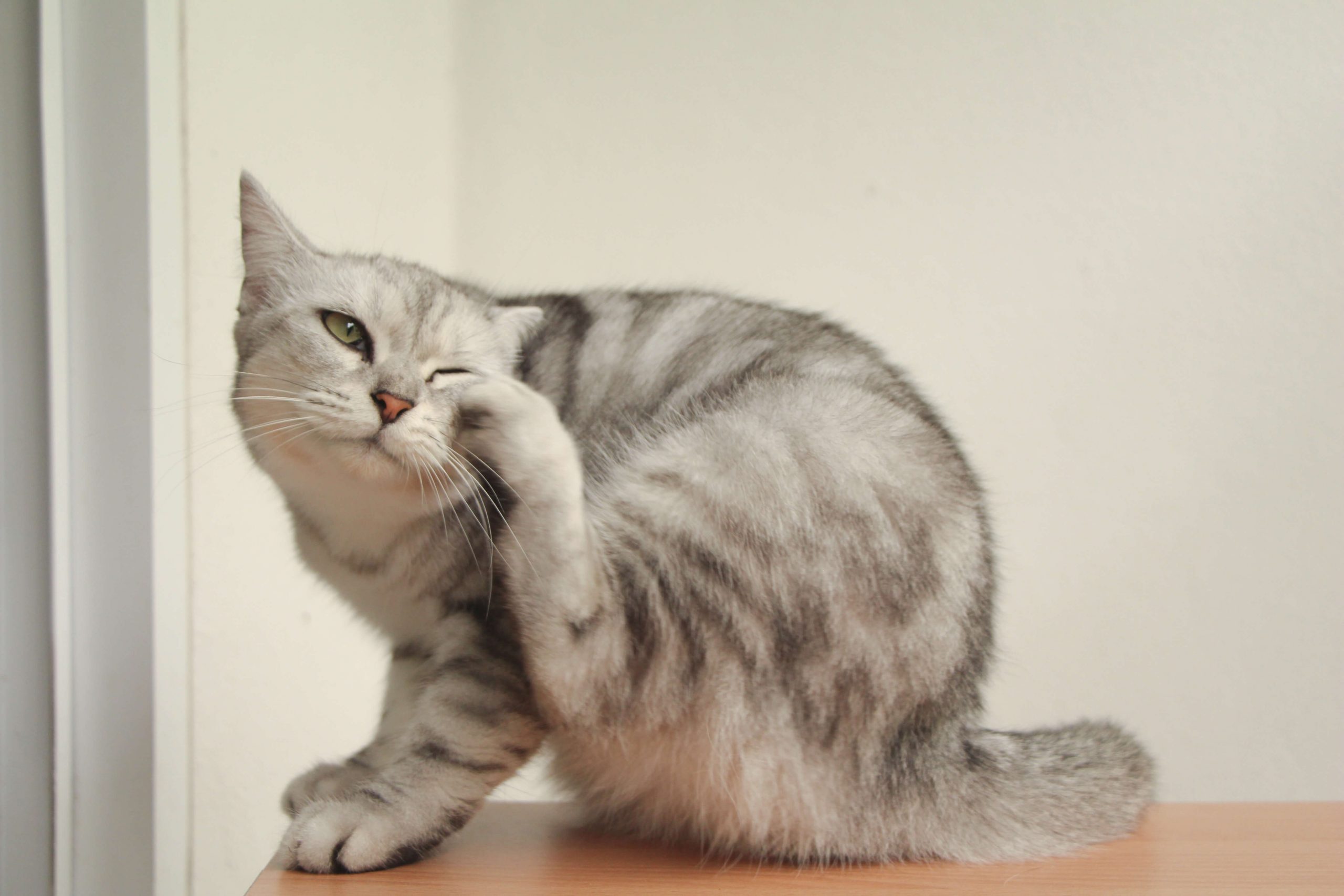 Los huevos de pulgas en gatos son la etapa inicial del ciclo de vida de las pulgas, uno de los parásitos más comunes que afectan a los gatos domésticos.